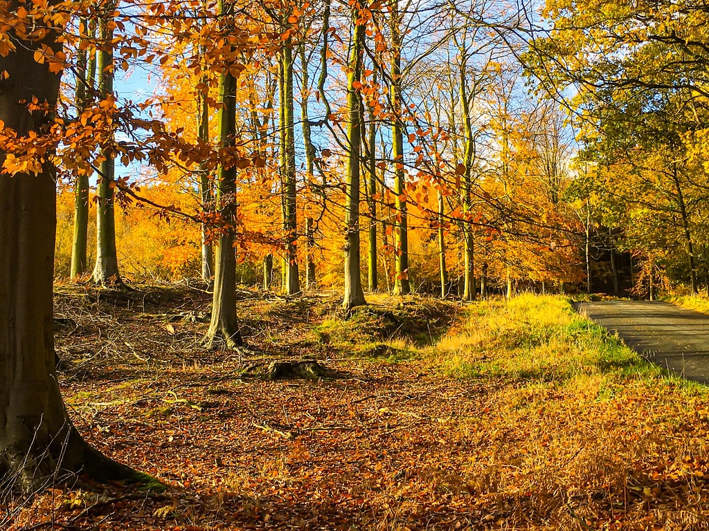 Cannock Chase