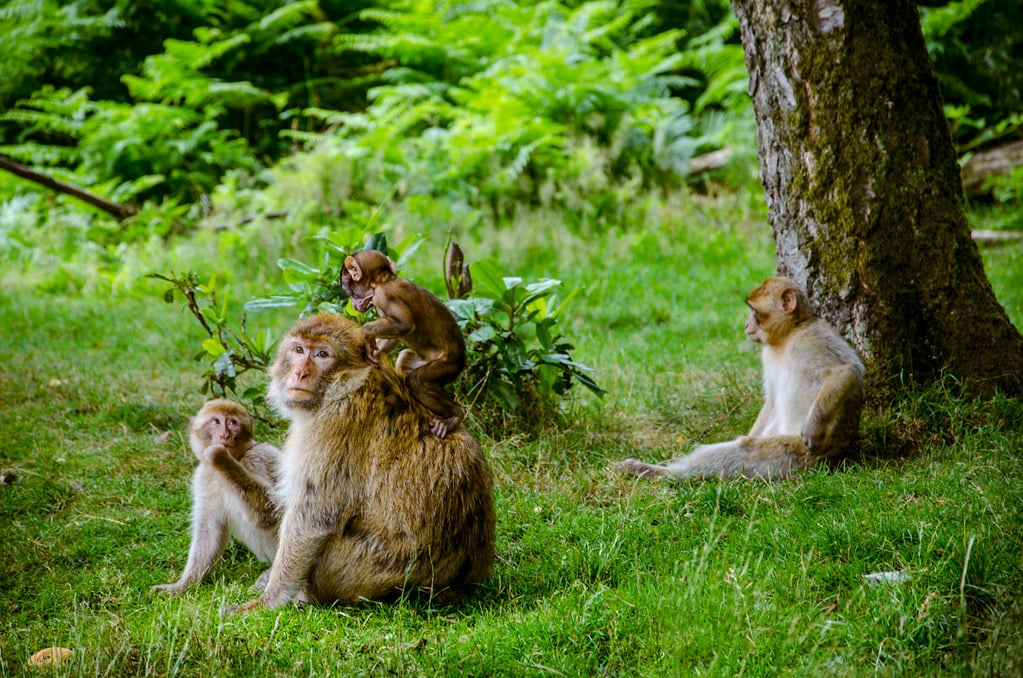 Trentham Monkey Forest